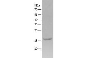 IFNa14 Protein (AA 24-189) (His tag)