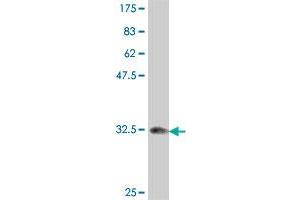 Western Blot detection against Immunogen (34. (Topoisomerase I antibody  (AA 692-765))