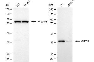 Western blotting analysis using GIPC1 antibody (ABIN7798719).