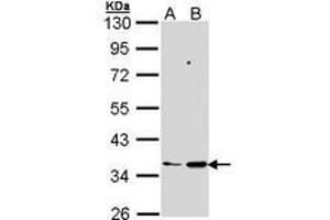Image no. 2 for anti-Prostaglandin E Synthase 2 (PTGES2) (AA 106-313) antibody (ABIN467562) (PTGES2 antibody  (AA 106-313))