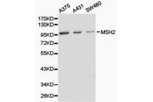 Western Blotting (WB) image for anti-Mismatch Repair Protein 2 (MSH2) antibody (ABIN1873751) (MSH2 antibody)