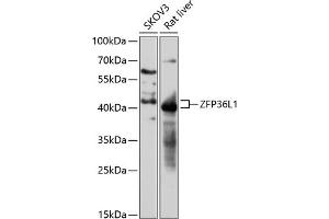 Western blot analysis of extracts of various cell lines, using ZFP36L1 antibody (ABIN7271431) at 1:3000 dilution. (ZFP36L1 antibody  (AA 1-338))