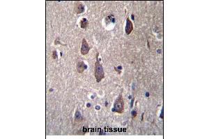 PCDHB12 Antibdy (C-term) (ABIN656265 and ABIN2845578) immunohistochemistry analysis in formalin fixed and paraffin embedded human brain tissue followed by peroxidase conjugation of the secondary antibody and DAB staining. (PCDHB12 antibody  (C-Term))