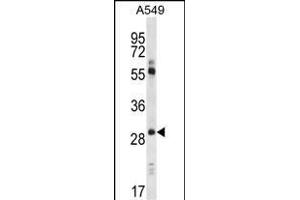 CLDN1 Antibody (Loop1) (ABIN390289 and ABIN2840728) western blot analysis in A549 cell line lysates (35 μg/lane). (Claudin 1 antibody  (AA 40-82))