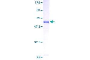CACYBP Protein (AA 1-228) (GST tag)