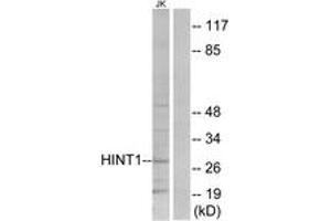 Western Blotting (WB) image for anti-Histidine Triad Nucleotide Binding Protein 1 (HINT1) (AA 71-120) antibody (ABIN2889495) (HINT1 antibody  (AA 71-120))