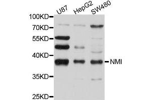 Western blot analysis of extract of various cells, using NMI antibody. (NMI antibody)