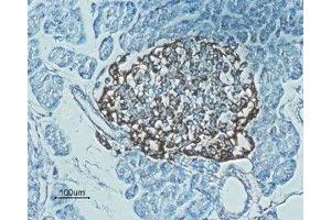 Expression of Glucagon-like peptide 1 receptor in rat pancreas - Immunohistochemical staining of rat pancreas paraffin embedded sections using Anti-GLP1R (extracellular) Antibody (ABIN7043219, ABIN7044406 and ABIN7044407), (1:100). (GLP1R antibody  (Extracellular))