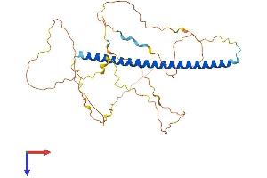 FOSB Protein (AA 1-338) (His tag)