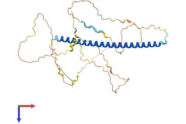 FOSB Protein (AA 1-338) (His tag)