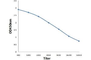 Antigen: 0. (XXYLT1 antibody  (AA 120-165))