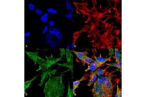 Immunocytochemistry/Immunofluorescence analysis using Mouse Anti-VAChT Monoclonal Antibody, Clone S6-38 (ABIN1027709). (SLC18A3 antibody  (AA 521-532))