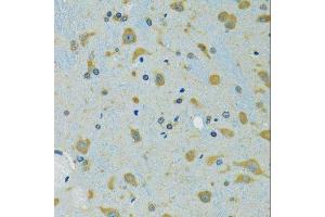 Immunohistochemistry of paraffin-embedded mouse brain using RPS7 antibody. (RPS7 antibody  (AA 1-194))