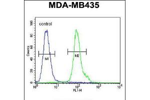Flow cytometric analysis of MDA-MB435 cells (right histogram) compared to a negative control cell (left histogram). (NPM3 antibody  (N-Term))