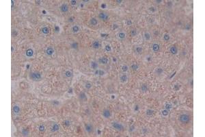 DAB staining on IHC-P; Samples: Human Liver Tissue (NPS antibody  (AA 29-88))