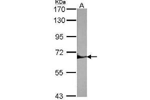 WB Image Sample (30 ug of whole cell lysate) A:NIH-3T3 7. (SHP1 antibody)