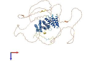 AlphaFold protein structure predicition of Mouse Recombinant Rrp1b Protein, UniprotID Q91YK2 (RRP1B Protein (AA 1-724) (His tag))