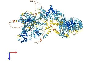 AlphaFold protein structure predicition of Mouse Recombinant Naip2 Protein, UniprotID Q9QUK4 (Naip2 Protein (AA 1-1447) (His tag))