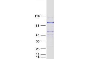 Validation with Western Blot (DCAF8 Protein (Myc-DYKDDDDK Tag))