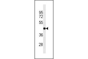 GJC2 Antibody (N-term) ABIN1538736 western blot analysis in A549 cell line lysates (35 μg/lane). (GJC2 antibody  (N-Term))