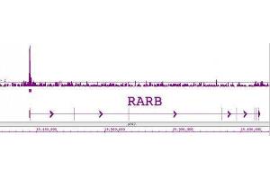 LXR-β pAb tested by ChIP-Chip. (NR1H2 antibody  (N-Term))