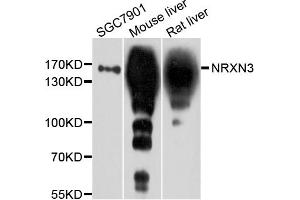 Western blot analysis of extracts of various cell lines, using NRXN3 antibody. (Neurexin 3 antibody)