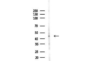 anti-Zinc Finger Protein 75 (ZNF75) (Internal Region) antibody