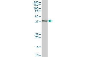 GTF2H2 MaxPab polyclonal antibody. (GTF2H2 antibody  (AA 1-395))