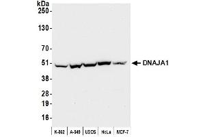 Western Blotting (WB) image for anti-DnaJ (Hsp40) Homolog, Subfamily A, Member 1 (DNAJA1) (AA 250-300) antibody (ABIN7453073)