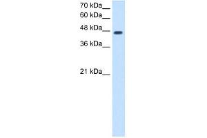 NDRG1 antibody used at 2.
