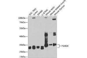 Western blot analysis of extracts of various cell lines, using PSMD8 antibody (ABIN6129443, ABIN6146347, ABIN6146348 and ABIN6222706) at 1:1000 dilution. (PSMD8 antibody  (AA 101-350))
