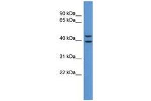 Image no. 1 for anti-Adenosine A3 Receptor (ADORA3) (AA 247-296) antibody (ABIN6746724) (Adenosine A3 Receptor antibody  (AA 247-296))