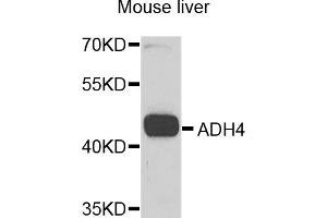 Western blot analysis of extracts of mouse liver, using ADH4 antibody (ABIN5975378) at 1/1000 dilution. (ADH4 antibody)