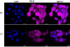 anti-V-Rel Reticuloendotheliosis Viral Oncogene Homolog B (RELB) antibody