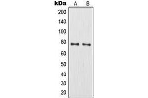 Western blot analysis of MMP9 expression in HT1080 (A), HuvEc (B) whole cell lysates.
