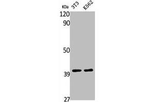 Western Blot analysis of NIH-3T3 K562 cells using V-ATPase D1 Polyclonal Antibody