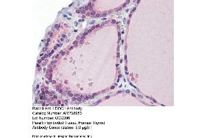 Immunohistochemistry with Human Thyroid lysate tissue at an antibody concentration of 5. (LDOC1 antibody  (N-Term))