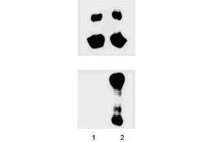 Western blot analysis for JNK/SAPK (pT183/pY185). (JNK antibody  (pThr183))