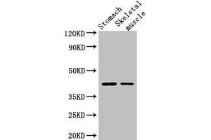 Western Blot Positive WB detected in: Mouse stomach tissue, Mouse skeletal muscle tissue All lanes: AGTR1 antibody at 3 μg/mL Secondary Goat polyclonal to rabbit IgG at 1/50000 dilution Predicted band size: 42 kDa Observed band size: 42 kDa (Angiotensin II Type-1 Receptor antibody  (AA 306-356))