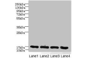 Western blot All lanes: PLGRKT antibody at 6 μg/mL Lane 1: A431 whole cell lysate Lane 2: Mouse lung tissue Lane 3: NIH/3T3 whole cell lysate Lane 4: U251 whole cell lysate Secondary Goat polyclonal to rabbit IgG at 1/10000 dilution Predicted band size: 18 kDa Observed band size: 18 kDa (PLGRKT antibody  (AA 1-147))