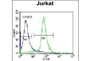 RBM14 Antibody (C-term) (ABIN655499 and ABIN2845015) flow cytometric analysis of Jurkat cells (right histogram) compared to a negative control cell (left histogram). (RBM14 antibody  (C-Term))