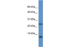 WB Suggested Anti-PRAC Antibody Titration: 1.