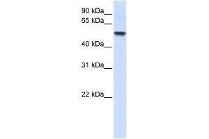 ENTPD8 antibody used at 1 ug/ml to detect target protein. (ENTPD8 antibody  (N-Term))