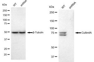 Western blotting analysis using Cullin4A antibody (ABIN7798180).