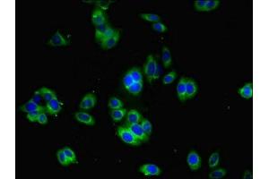 Immunofluorescent analysis of HepG2 cells using ABIN7166334 at dilution of 1:100 and Alexa Fluor 488-congugated AffiniPure Goat Anti-Rabbit IgG(H+L) (YIF1B antibody  (AA 1-153))