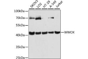 Western blot analysis of extracts of various cell lines, using WWOX antibody (ABIN6293666) at 1:3000 dilution.