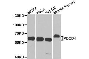 Western blot analysis of extracts of various cell lines, using PDCD4 antibody. (PDCD4 antibody  (AA 1-260))