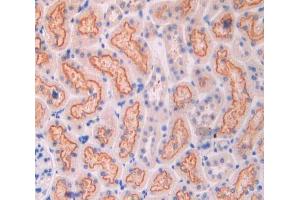 IHC-P analysis of kidney tissue, with DAB staining. (CUBN antibody  (AA 98-207))