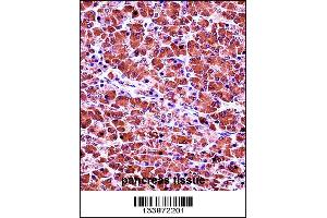 CELA3B Antibody immunohistochemistry analysis in formalin fixed and paraffin embedded human pancreas tissue followed by peroxidase conjugation of the secondary antibody and DAB staining. (Elastase 3B antibody  (N-Term))