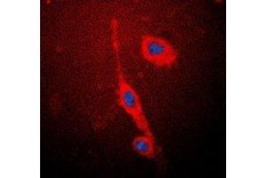 Immunofluorescence (IF) image for anti-Nitric Oxide Synthase 3 (Endothelial Cell) (NOS3) (C-Term) antibody (ABIN7304404)